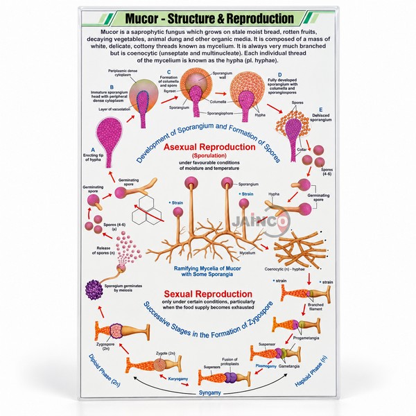 Mucor Chart